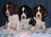 3 male pups  born on August 16 2005