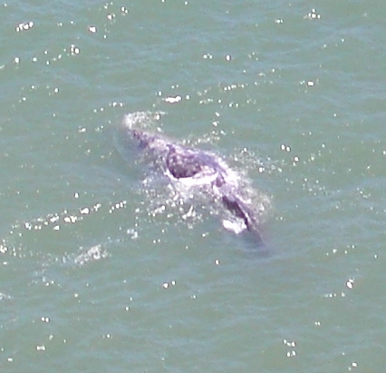 Whale image 95.jpg