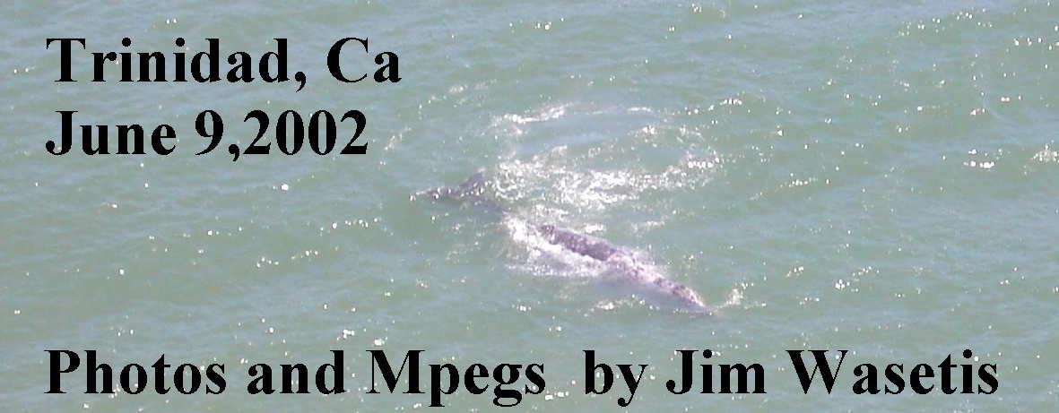 Whales at Trinidad, CA  photos by Jim Wasetis